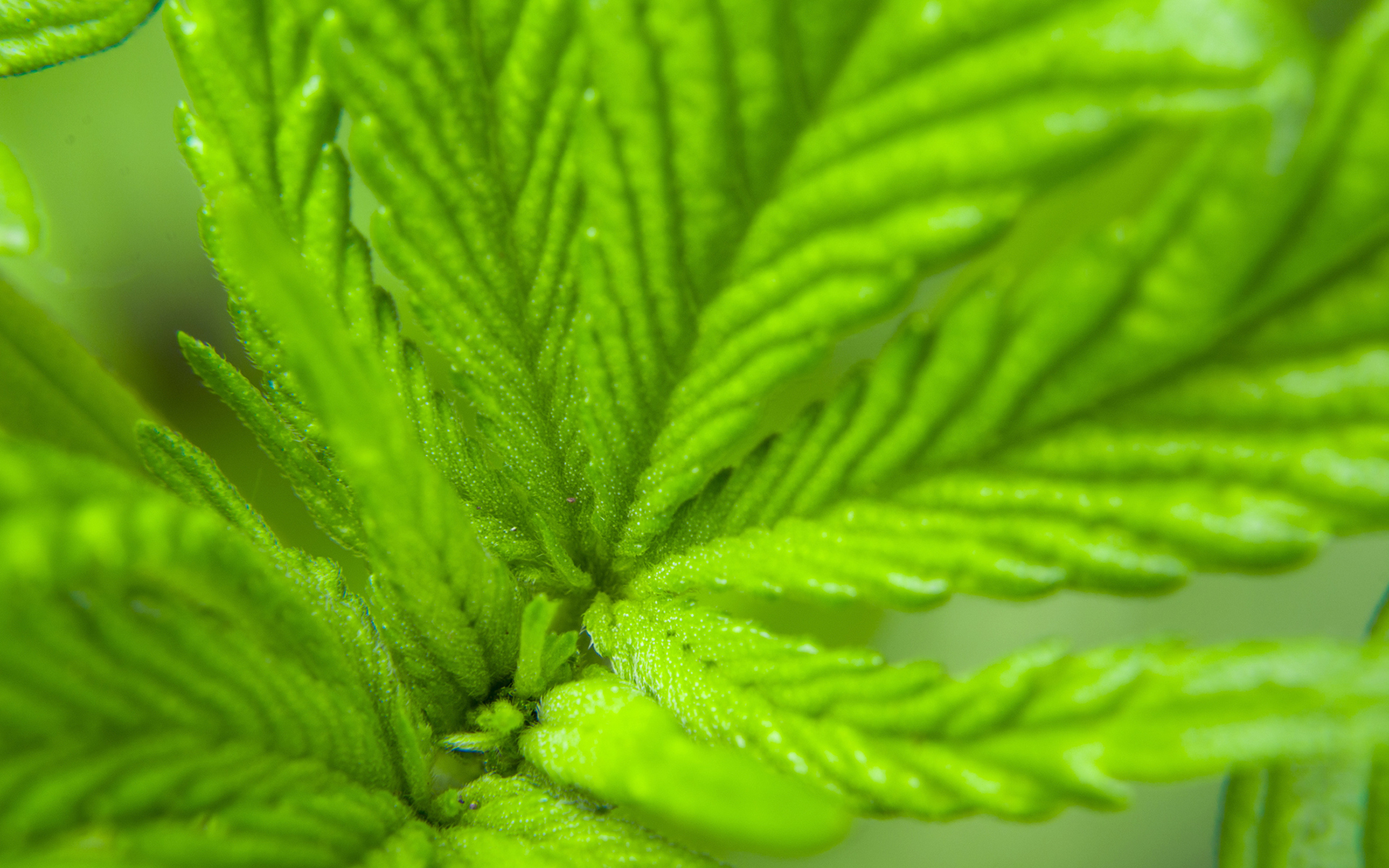 marijuana strains list